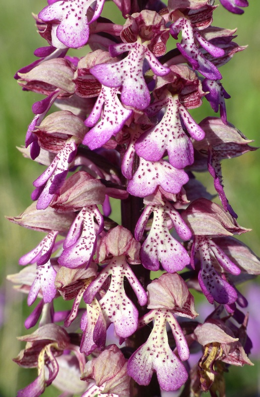 Orchis militaris, Orchis purpurea, Orchis x hybrida  Preappennino aquilano -  2022.